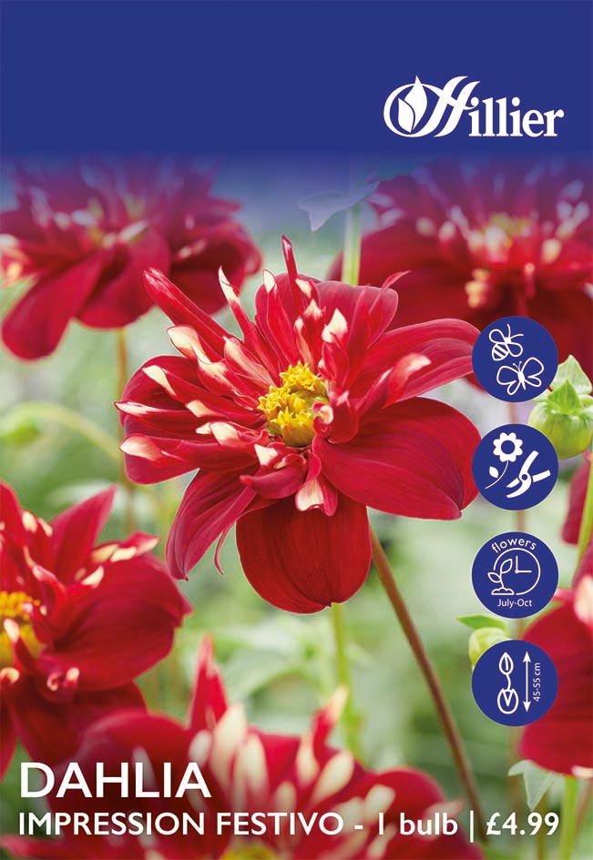 8718641998809 1 HS926 Dahlia Impression Festivo.jpg